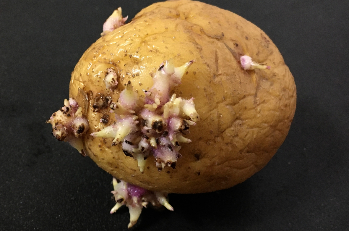 自由研究に適した野菜：ジャガイモ