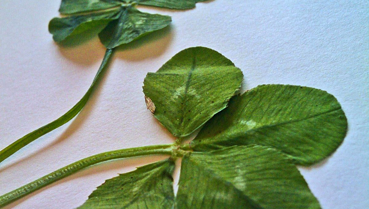 管理人の、超ゆるい押し花の作り方（押し方・貼り方など）