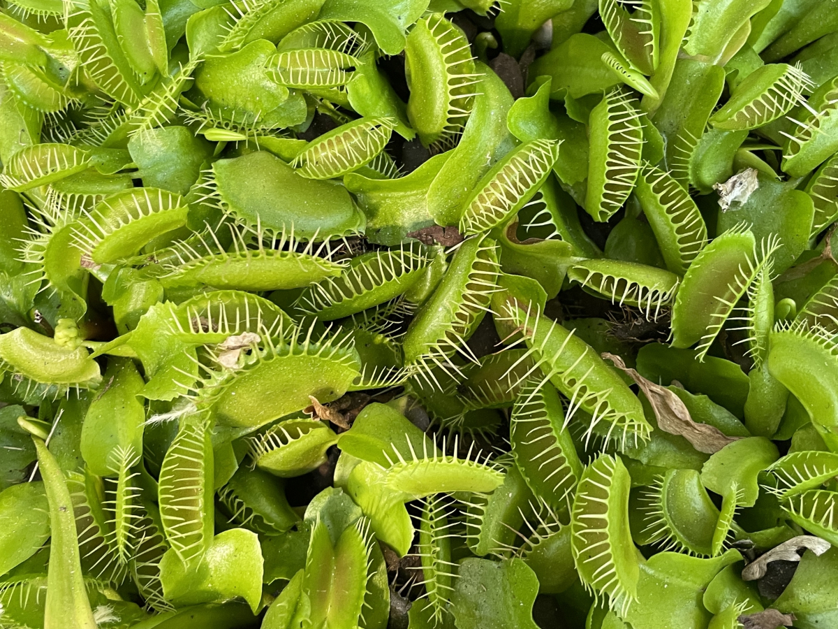 食虫植物はどこで買える？