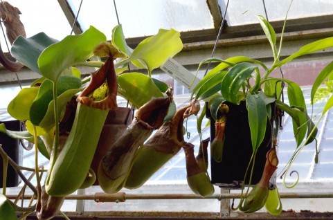 食虫植物はどこで買える？