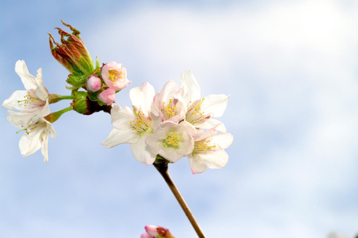 花の情報局