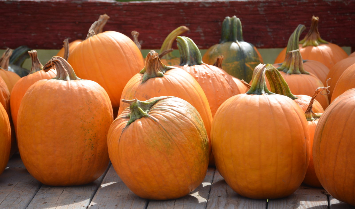 本物のかぼちゃで作ったハロウィンランタンは何日保存できる？