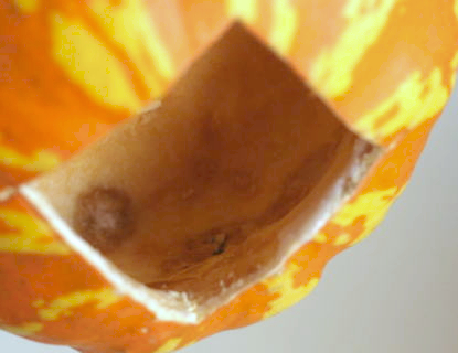 本物のかぼちゃで作ったハロウィンランタンは何日保存できる？