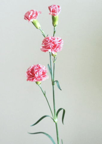 カーネーションの飾り方……ブーケみたいに花瓶に生ける