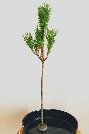 100均の生け花用剣山の実力は？