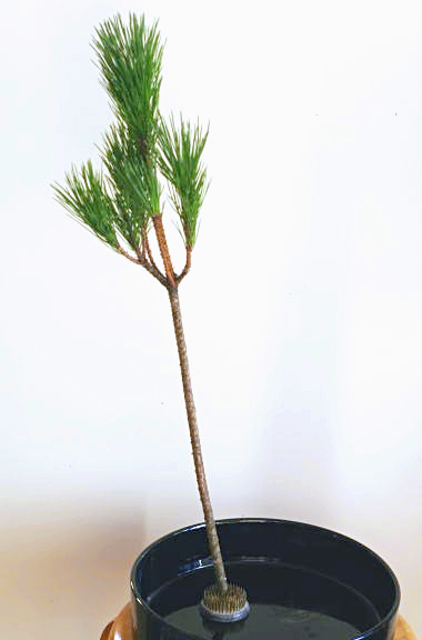 100均の生け花用剣山の実力は？