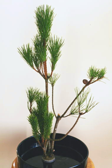 100均の生け花用剣山の実力は？