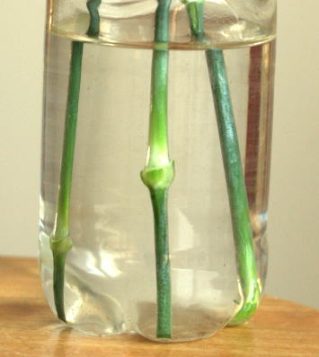 一番普通なカーネーションの生け方……花瓶に挿すだけ