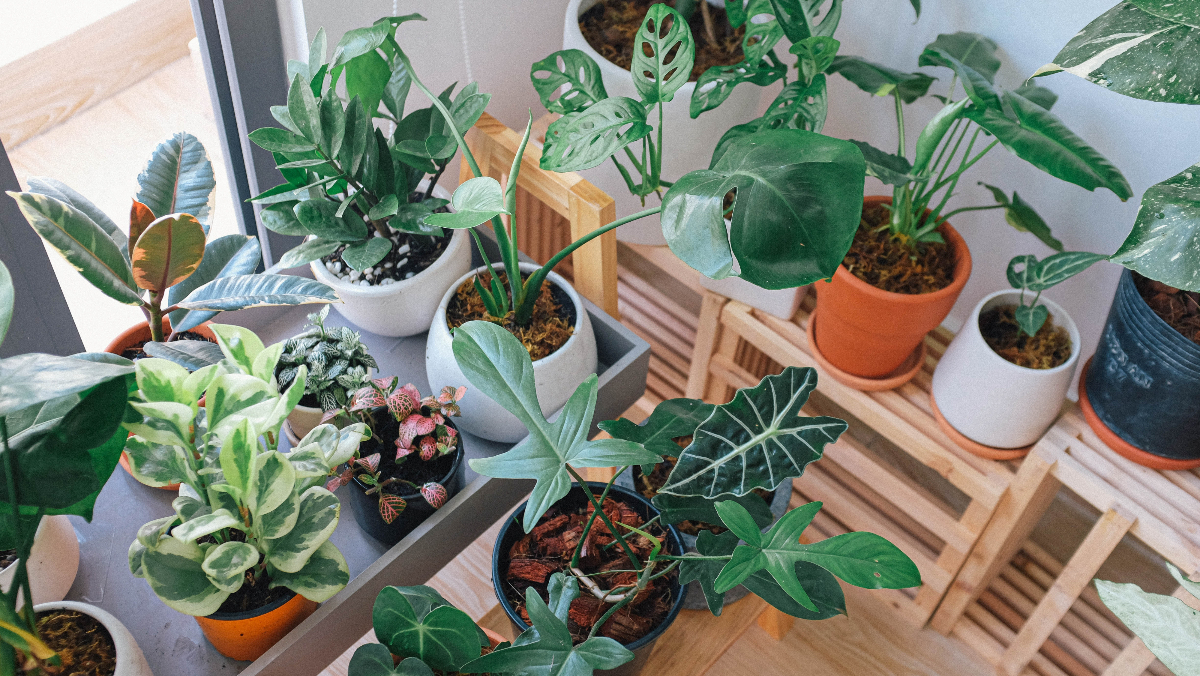 引っ越し時の植木鉢の運び方