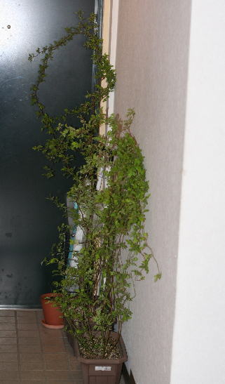 マンションの大規模修繕時にベランダの植物はどうすればいい？