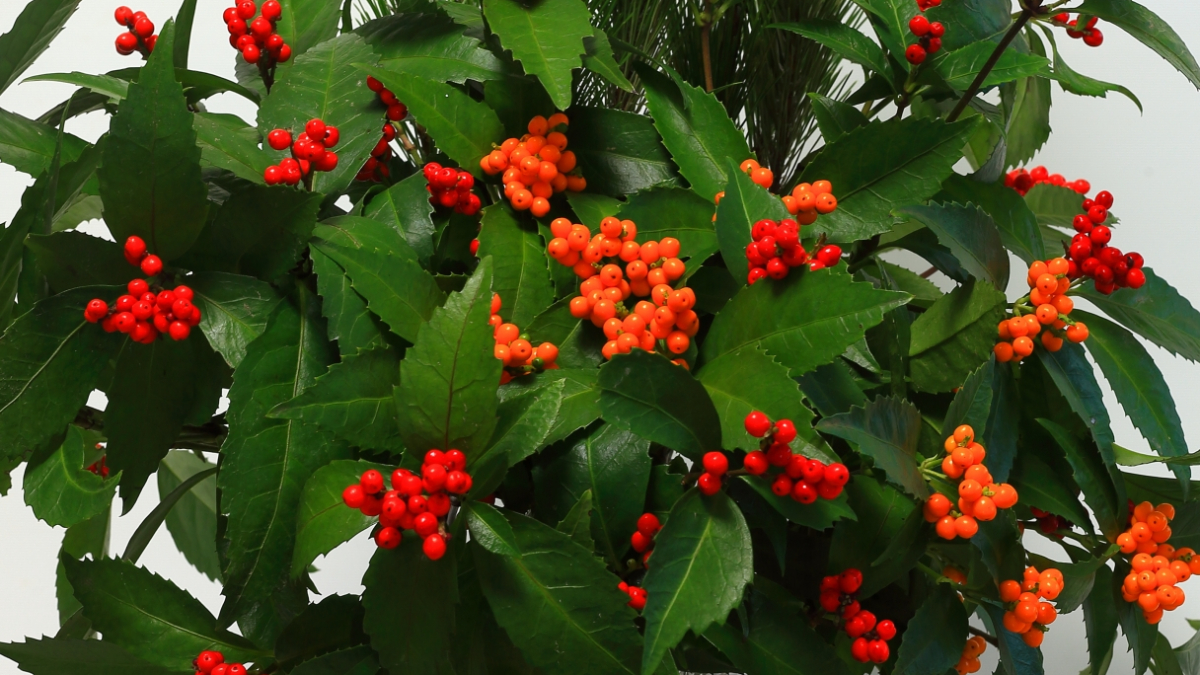 簡単にお正月らしく見える花はなにか？……（素人の方向け）千両の生け方・飾り方