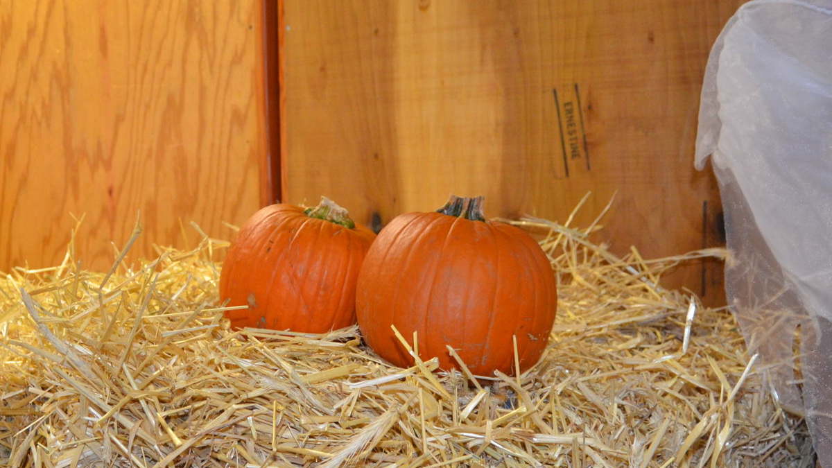 ハロウィンかぼちゃ（本物）の扱い方……ランタン作り・飾り方・保存性について