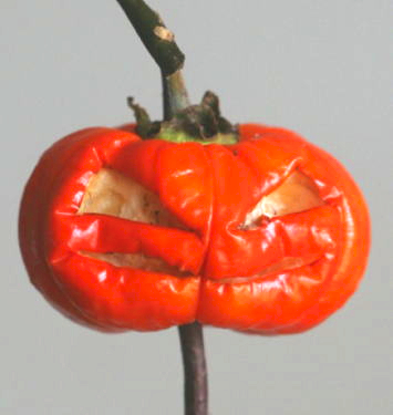平茄子でハロウィンランタンを作る（顔を彫るタイプ）