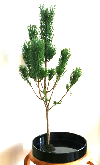 素人の方向け：正月花の松を生けるヒント（2）……松はとりあえず立てて生けてみよう