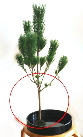 素人の方向け：正月花の松を生けるヒント（2）……松はとりあえず立てて生けてみよう