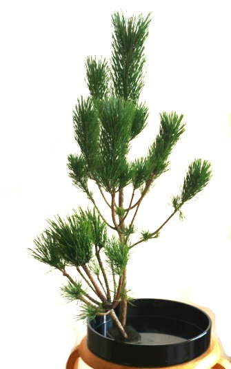 素人の方向け：正月花の松を生けるヒント（2）……松はとりあえず立てて生けてみよう