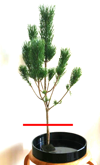 素人の方向け：正月花の松を生けるヒント（3）……思い切って松にハサミを入れてみよう