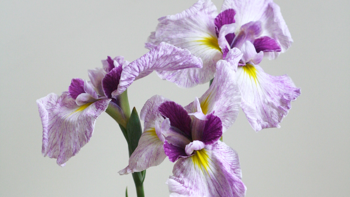 素人の方向け：花菖蒲の生け方（花の向きだけ注意しよう）