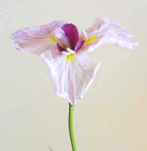 素人の方向け：花菖蒲の生け方（花の向きだけ注意しよう）