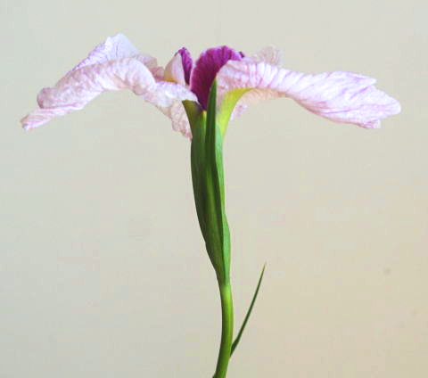 素人の方向け：花菖蒲の生け方（花の向きだけ注意しよう）