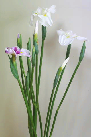 素人の方向け：花菖蒲の生け方（花の向きだけ注意しよう）