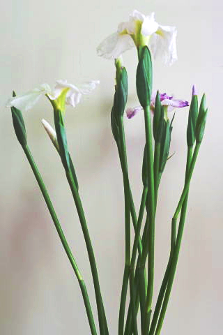 素人の方向け：花菖蒲の生け方（花の向きだけ注意しよう）