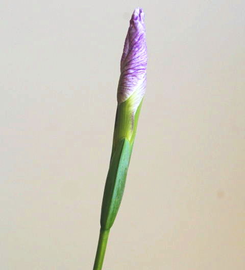 素人の方向け：花菖蒲の生け方（花の向きだけ注意しよう）