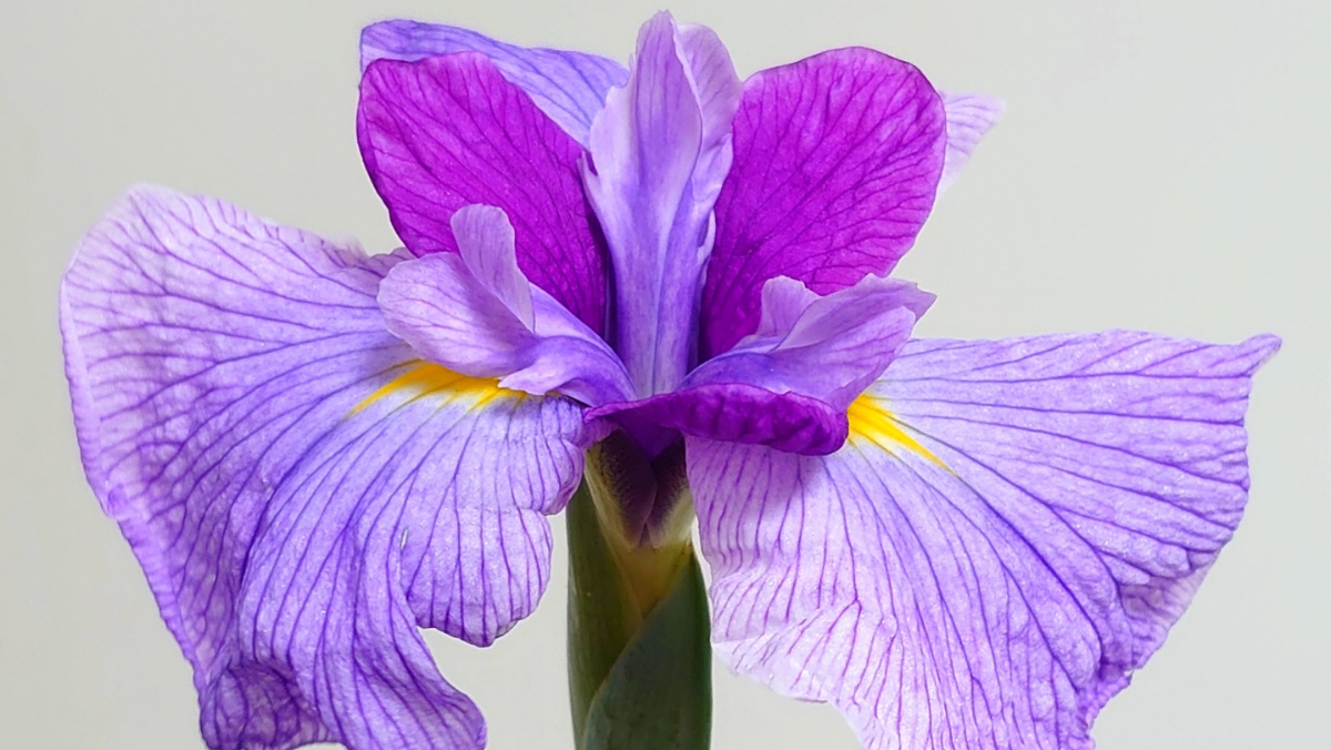 素人の方向け：花菖蒲はどんな花器（花瓶）に生けるのが良い？