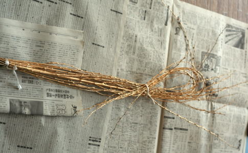 素人の方向け：お正月花の金銀柳の扱いが難しいときの最後の手段
