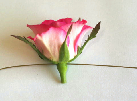生花髪飾りの作り方（スプレーバラとかすみ草）