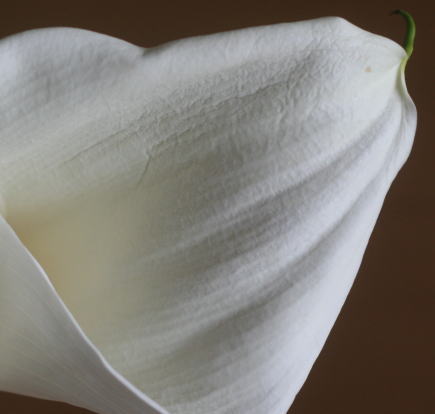 生花髪飾りの持ち時間はどのくらい？