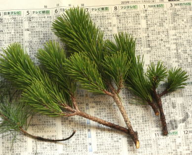 羊羹の空き容器に5分で生ける正月花