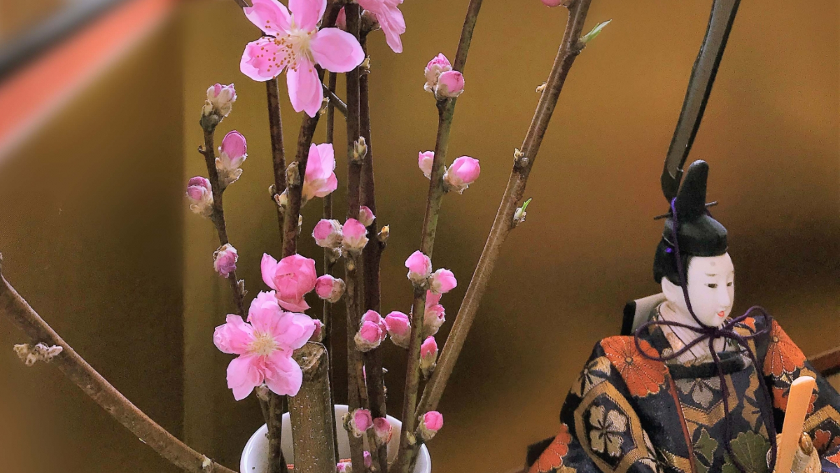 ひな祭りの桃の花はどこで売ってる？……花屋は？スーパーは？