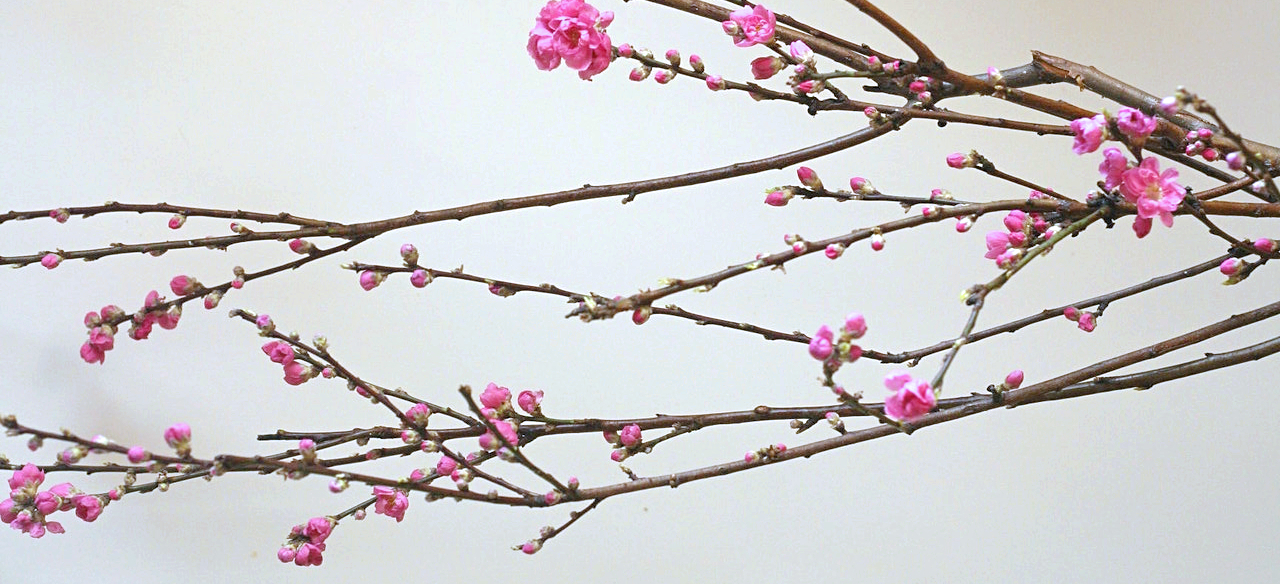 実例：10分くらいで生けられるひな祭りの花……花瓶に生ける