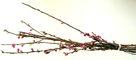 実例：10分くらいで生けられるひな祭りの花……花瓶に生ける