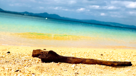 生け花用の流木や木の根を入手するには……どこで買う？採集する？