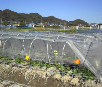 お花摘み体験の楽しみ方