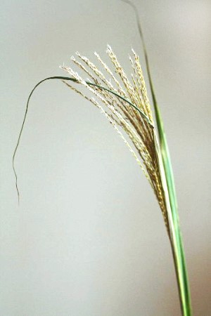 ススキの簡単な生け方の例……草刈りで切ったススキを生ける（穂が完全に開く前のススキでも大丈夫！）