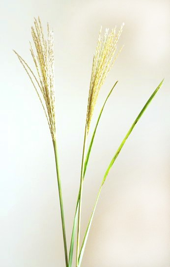 ススキの簡単な生け方の例……草刈りで切ったススキを生ける（穂が完全に開く前のススキでも大丈夫！）
