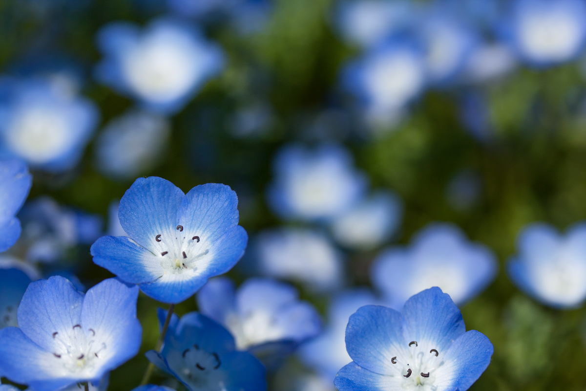 花の情報局