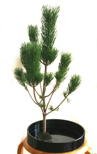 素人の方向け：正月花の松を生けるヒント（3）……思い切って松にハサミを入れてみよう