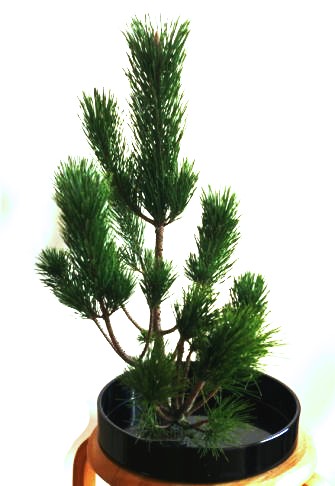素人の方向け：正月花の松を生けるヒント（3）……思い切って松にハサミを入れてみよう