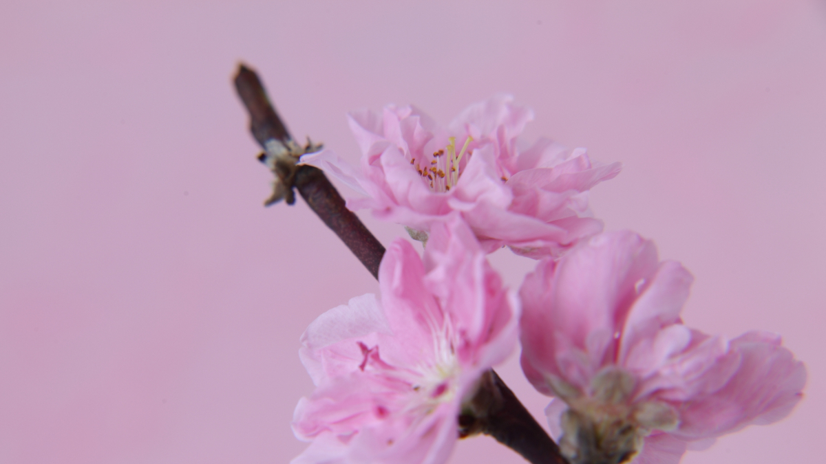 実例：簡単なひな祭りの花の生け方……水盤に生ける