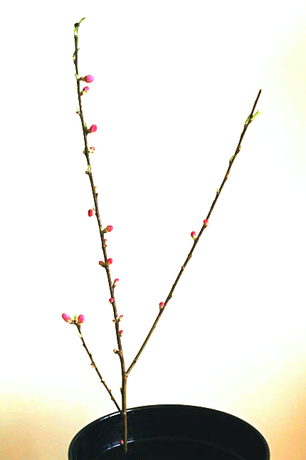 実例：簡単なひな祭りの花の生け方……水盤に生ける