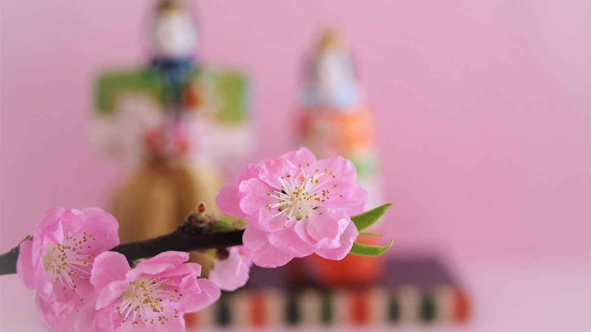 実例：簡単なひな祭りの花の生け方……鉢に生ける