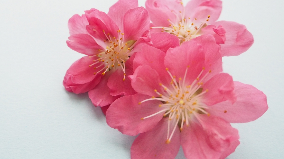 実例：10分くらいで生けられるひな祭りの花……水盤に生ける（2）