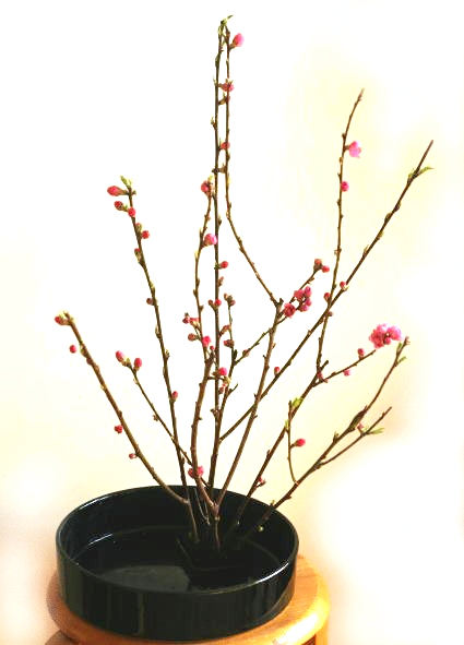 実例：10分くらいで生けられるひな祭りの花……水盤に生ける（2）