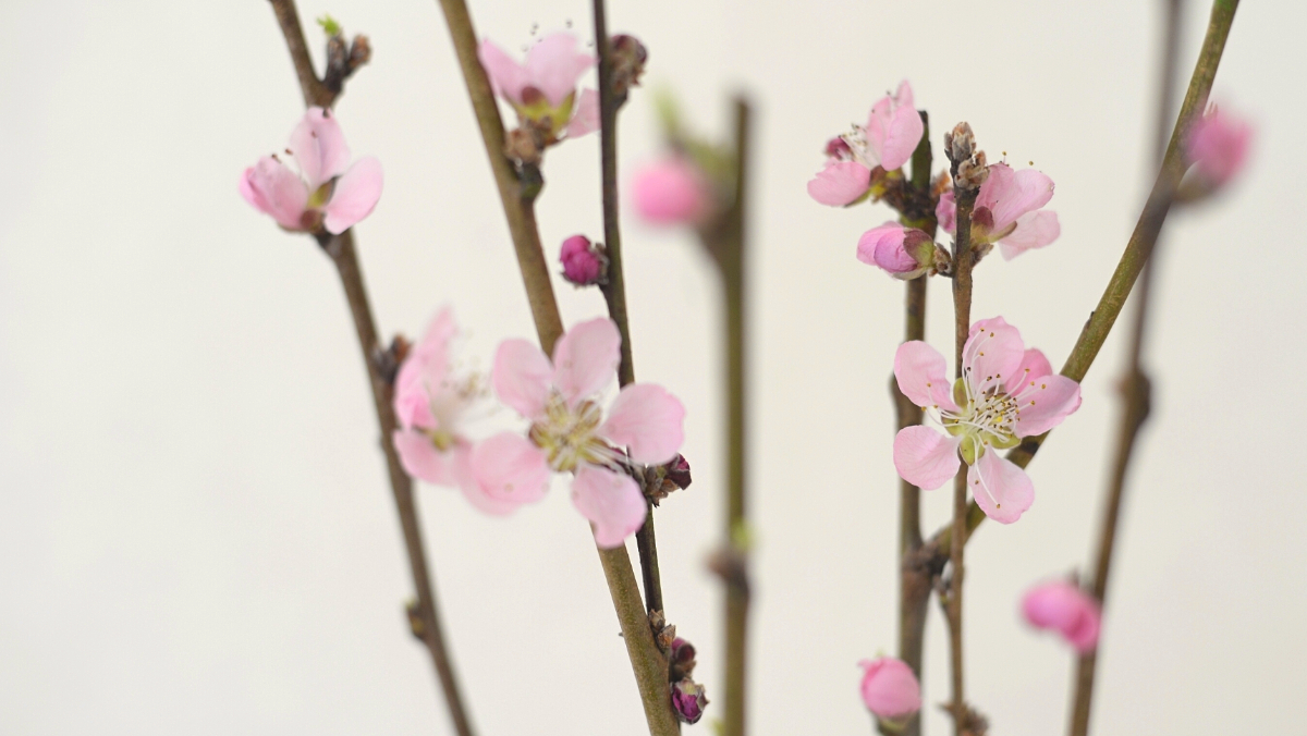 ひな祭りの花は必要か？