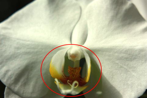胡蝶蘭贈りのヒント集（使い道、値段、本数などについて）