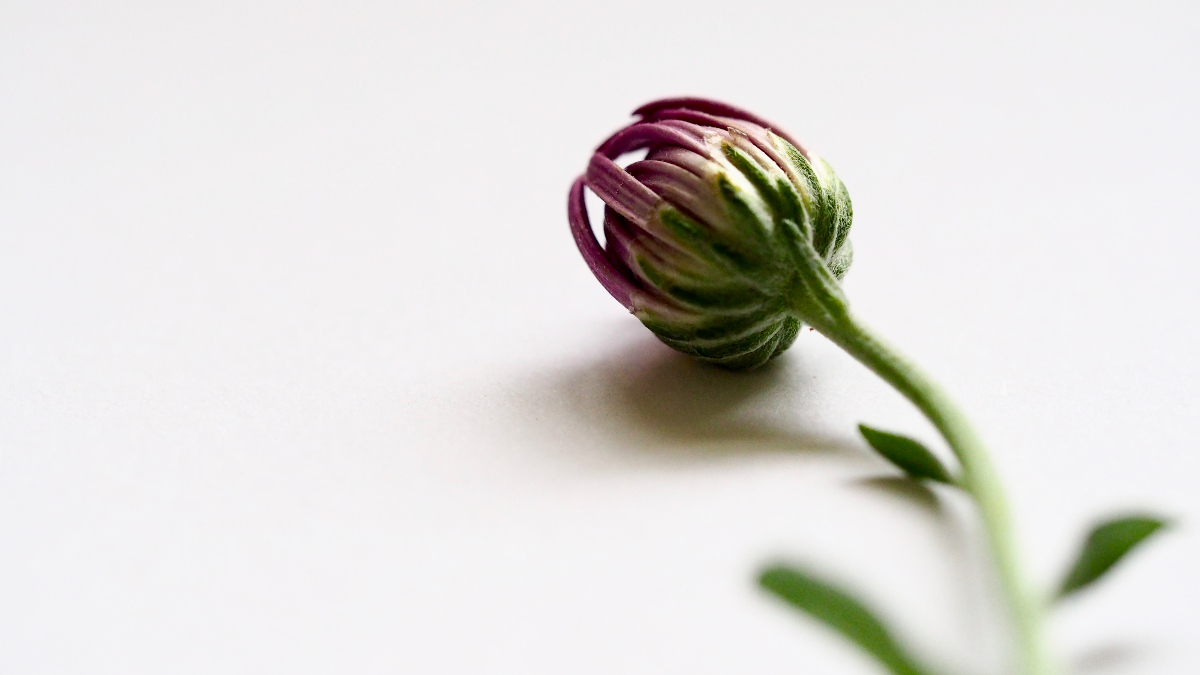 お墓の花の常識